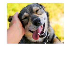Perro